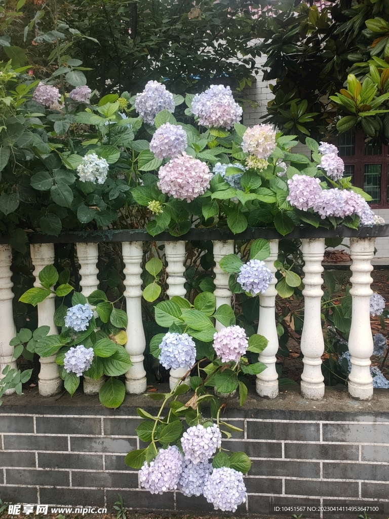 护栏边绣球花