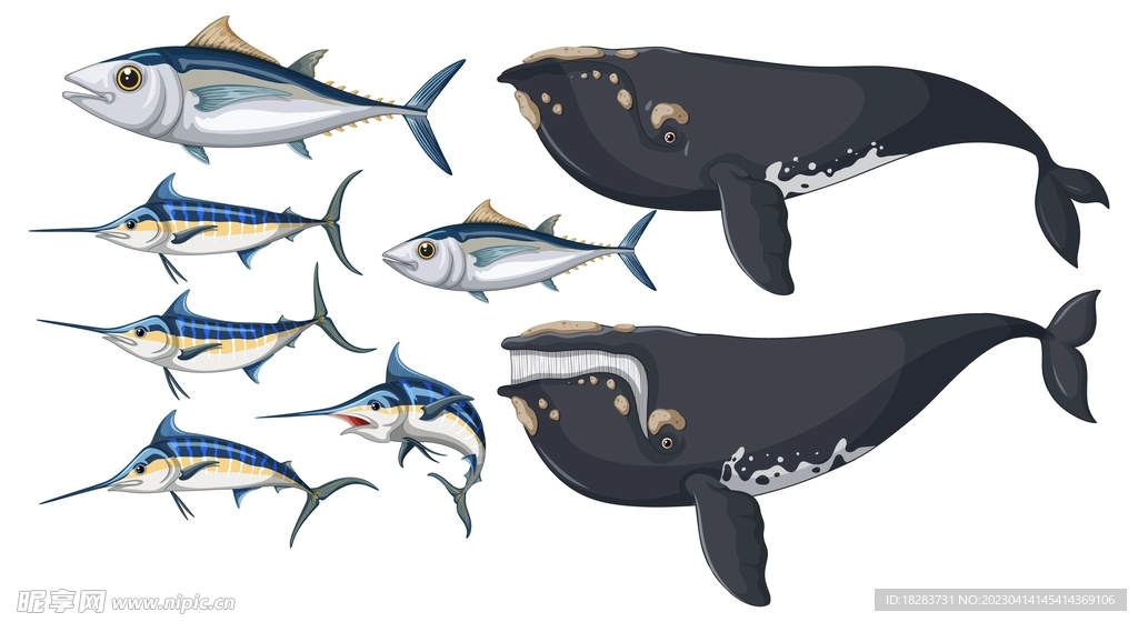 卡通长鳍鱼弓头鲸蓝马林鱼