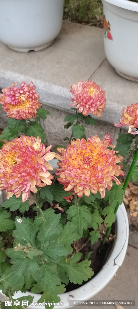 菊花
