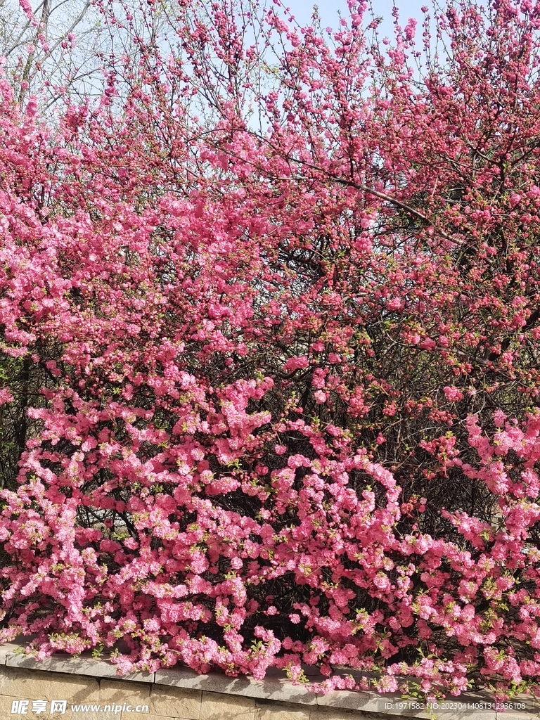 粉色花朵 鲜花