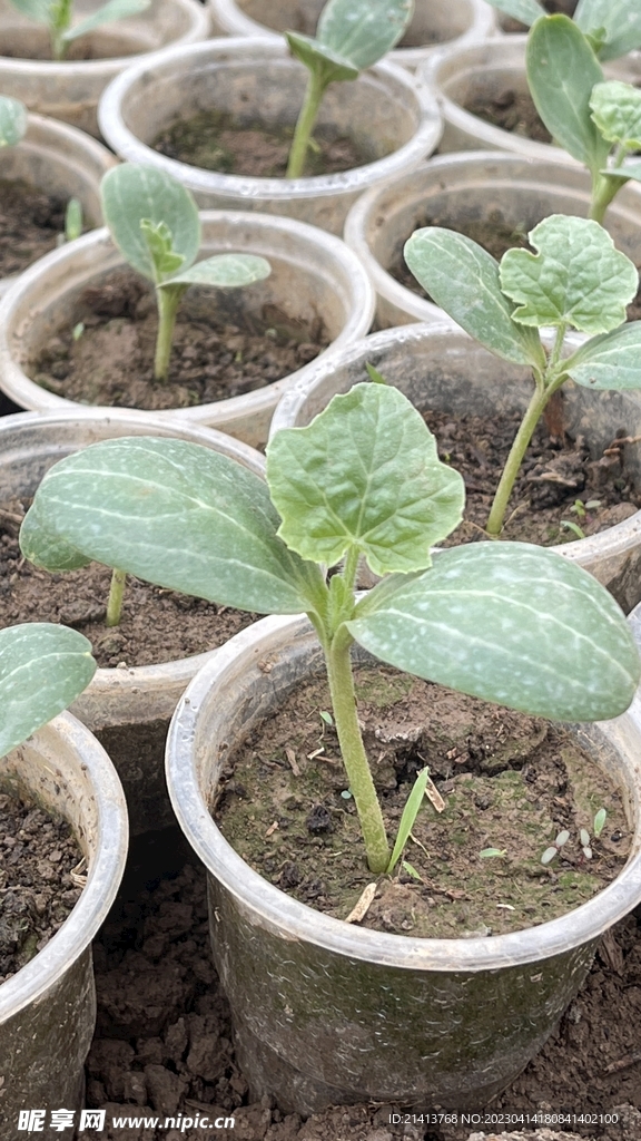 绿植绿叶植物