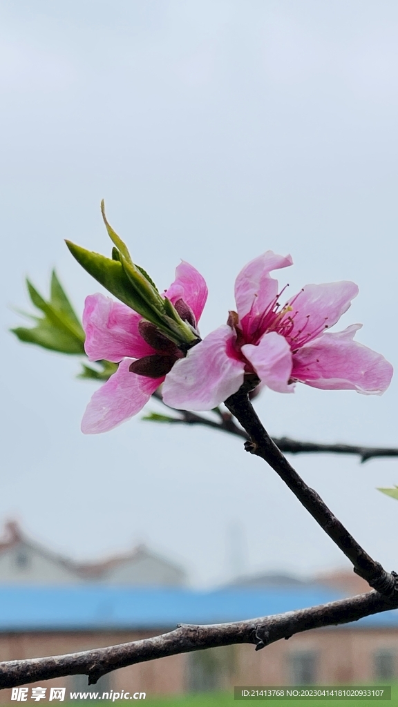 桃花花朵花卉