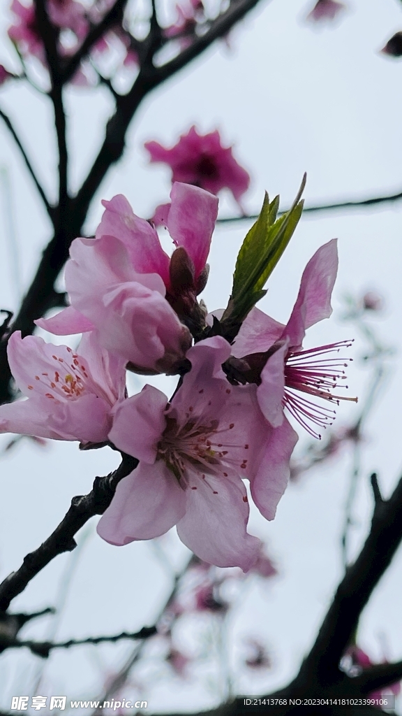 桃花花朵花卉 