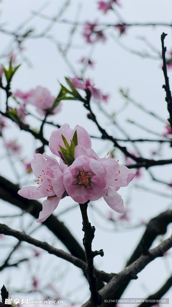 桃花花朵花卉 