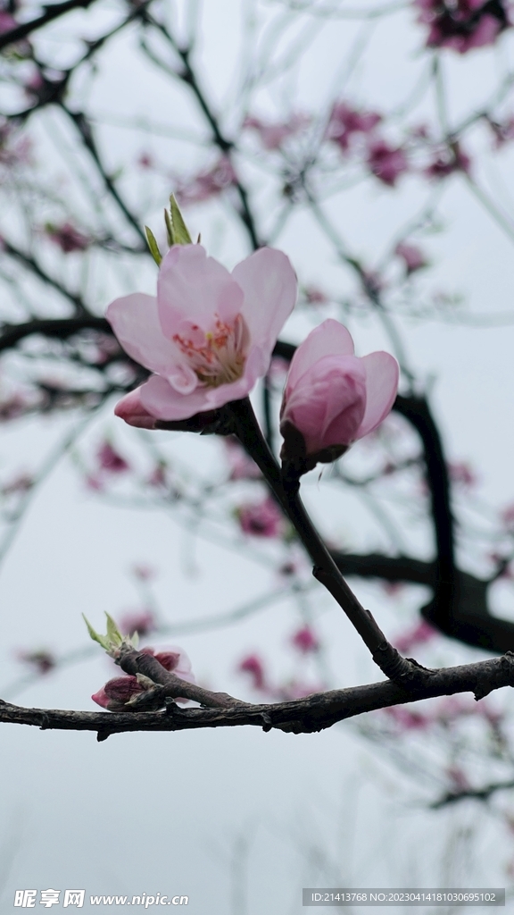 桃花花朵花卉