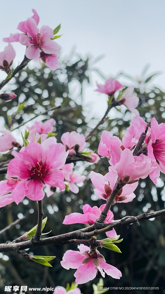 桃花花朵花卉 