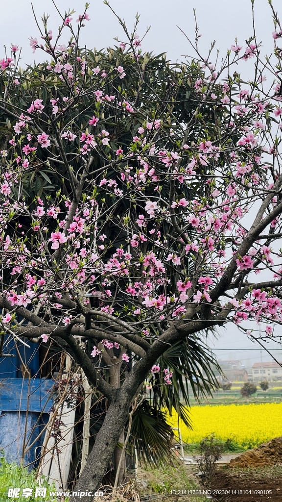 桃花花朵花卉