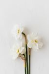 鲜花花蕊白色花朵高清图片