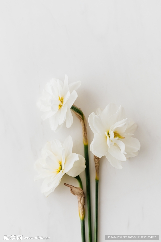 鲜花花蕊白色花朵高清图片