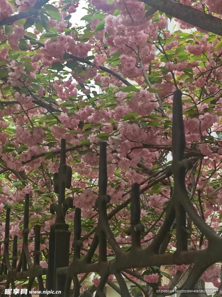 樱花