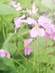 诸葛菜