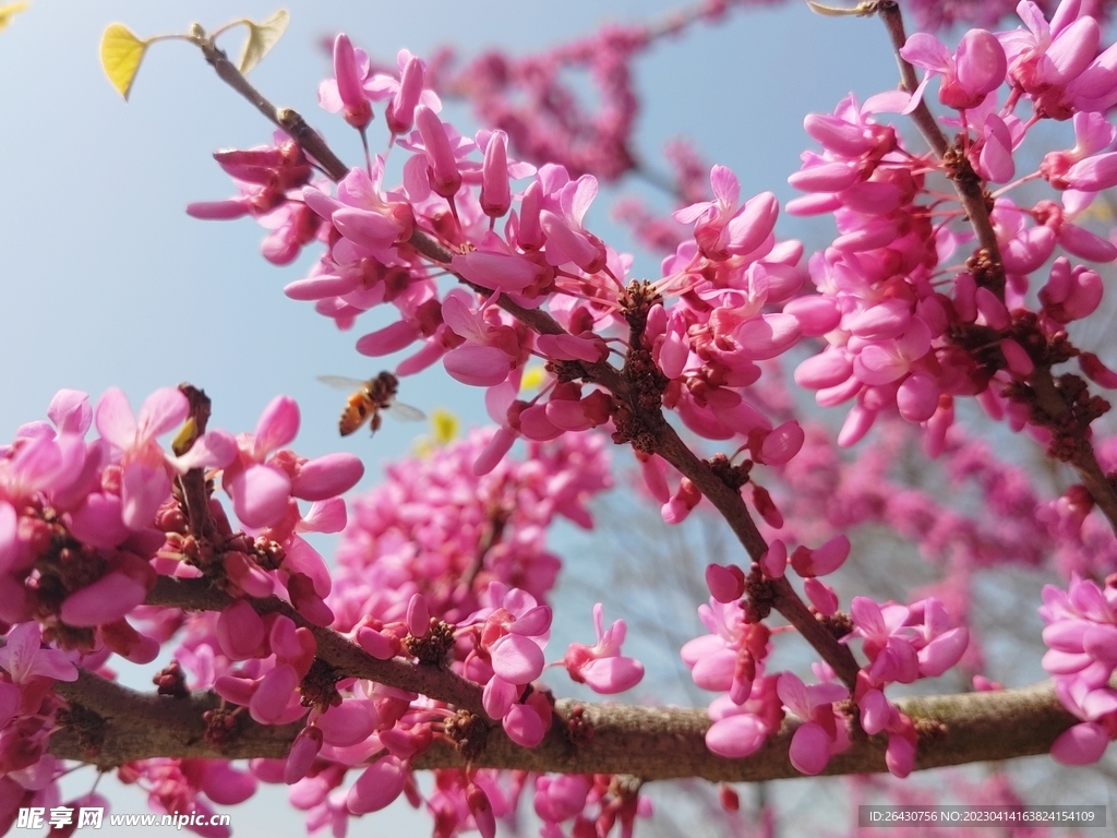 紫荆花丛蜜蜂采蜜