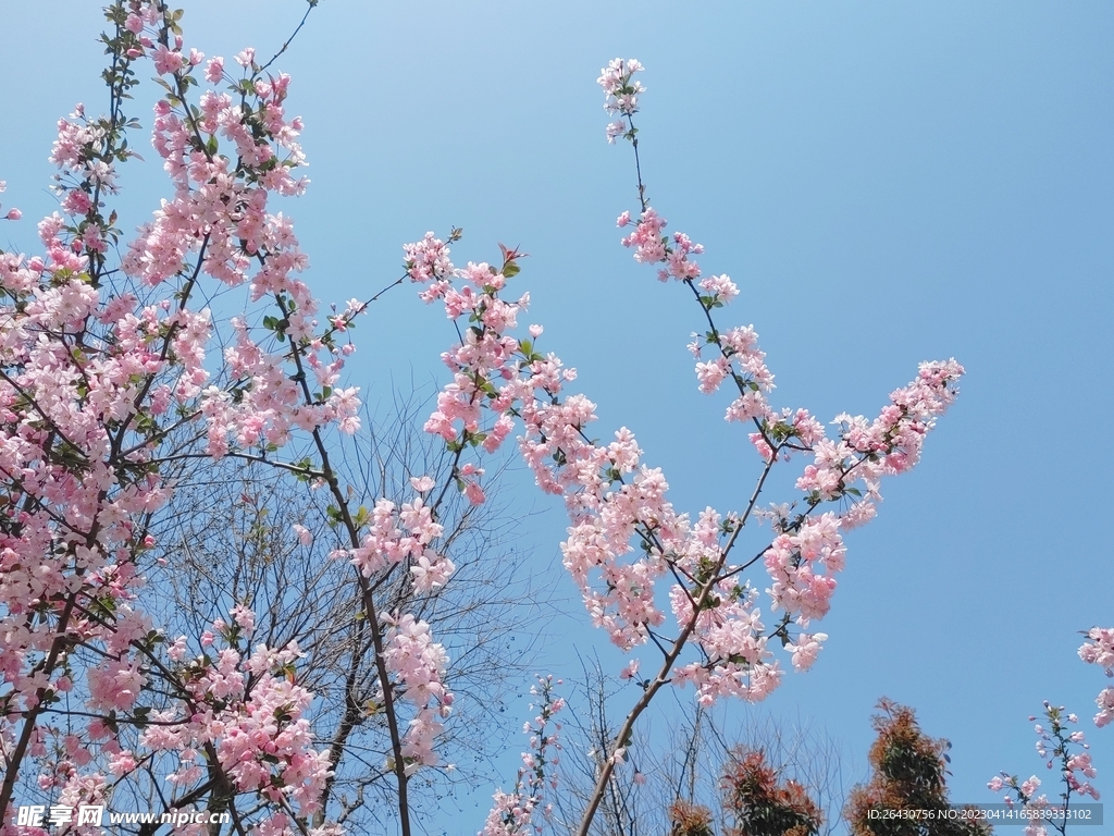 美丽海棠花