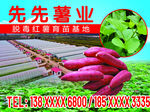 红薯苗培育基地