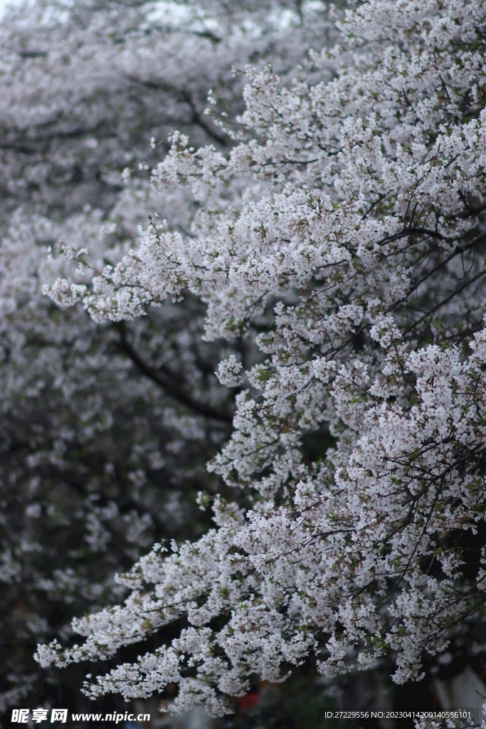 樱花