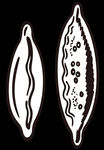卡通画