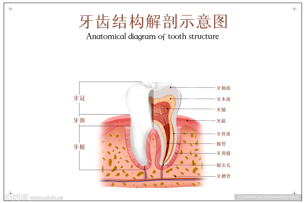 牙齿结构