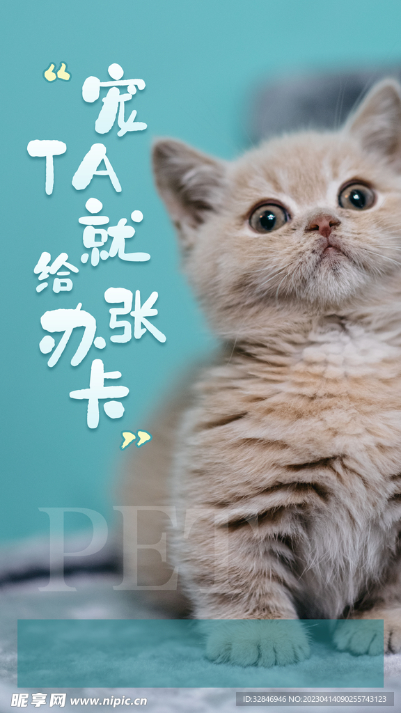 宠物店海报