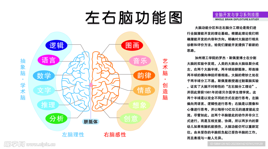 大脑