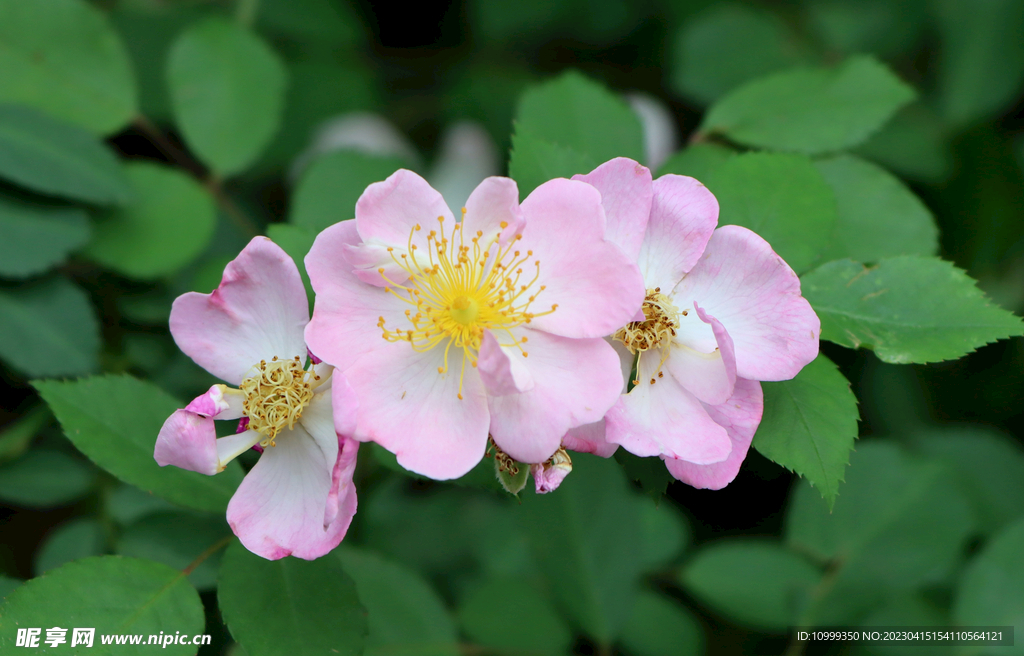 山花