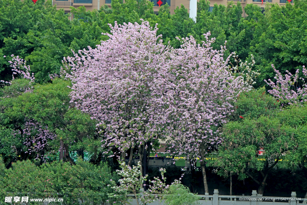 紫荆花