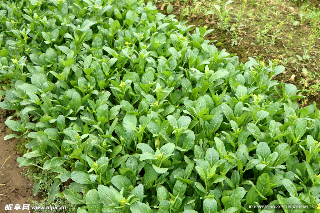 菜心种植