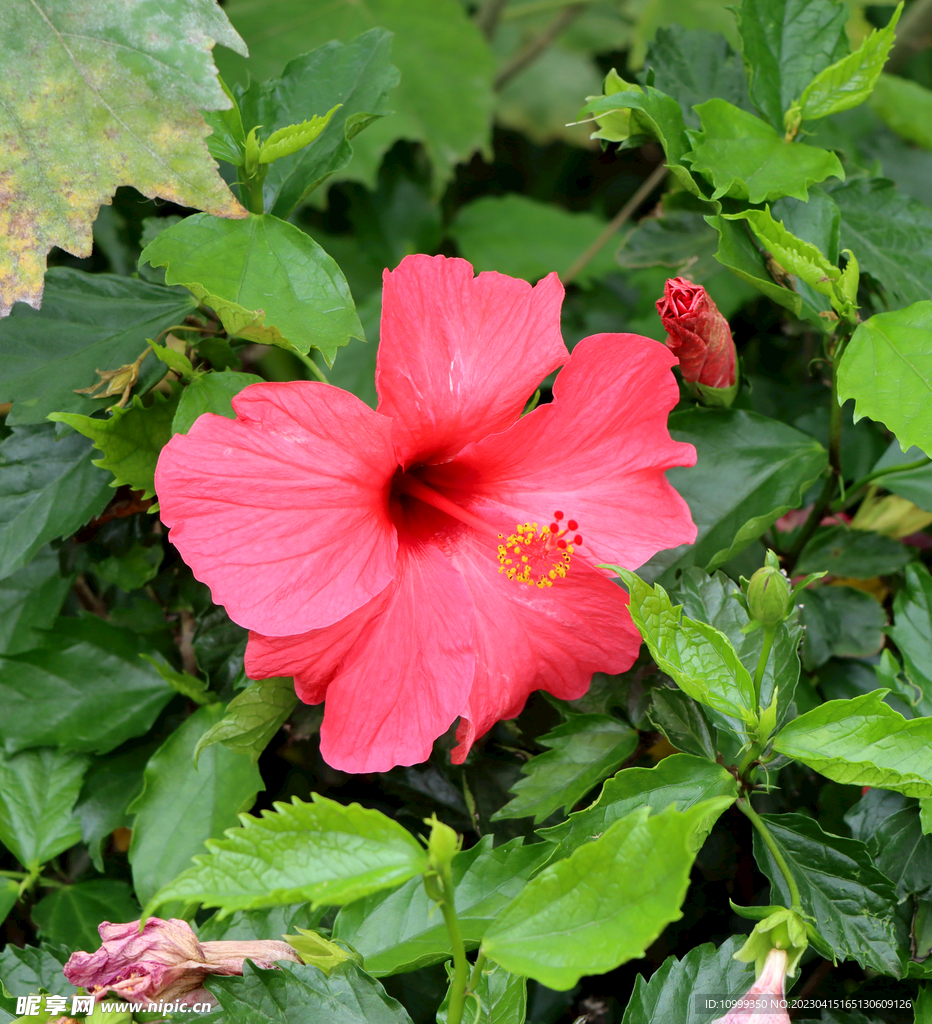 扶桑花