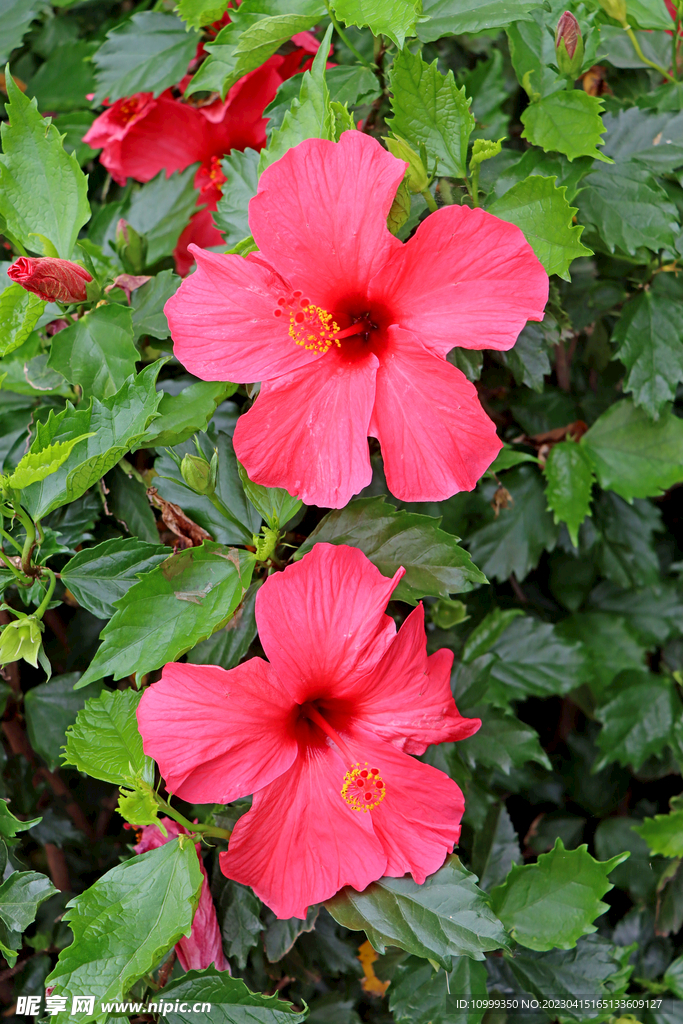 扶桑花