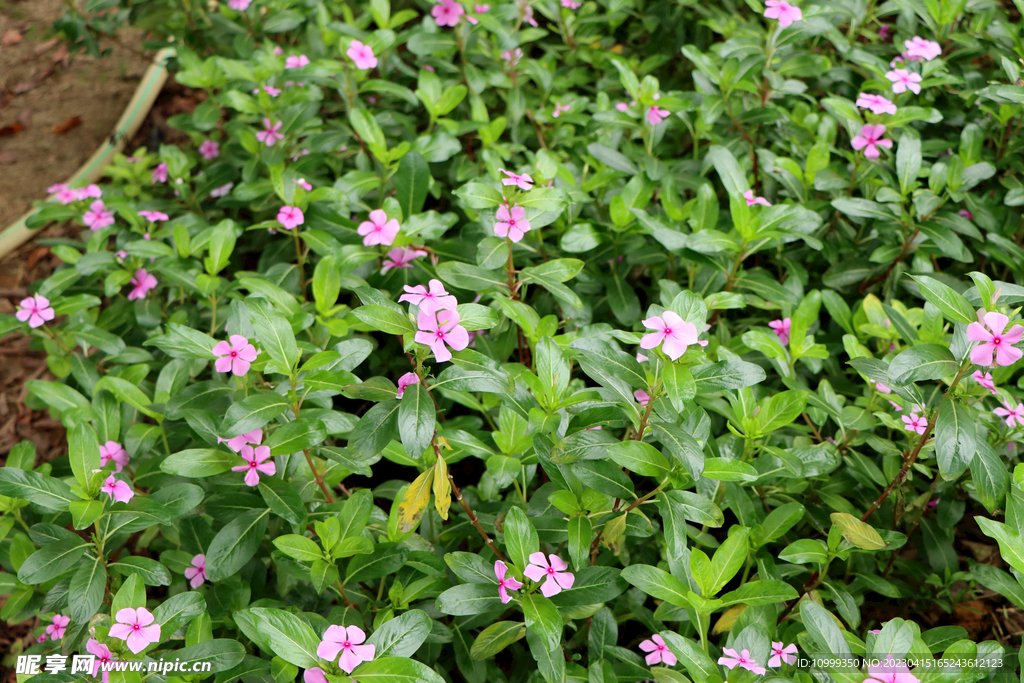 长春花