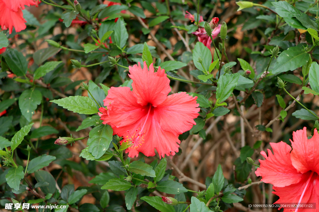 扶桑花