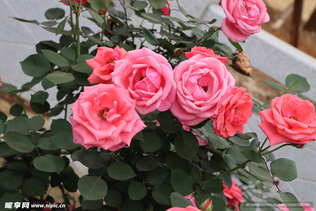 月季花
