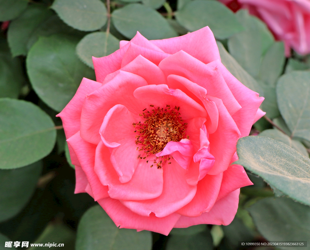 月季花