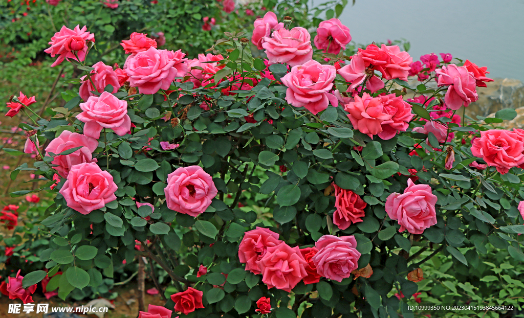 月季花盛开