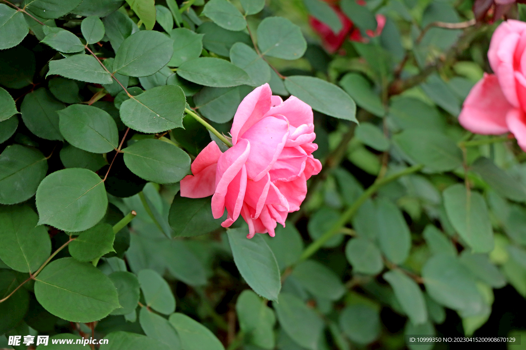 月季花