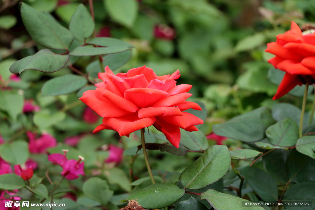 月季花