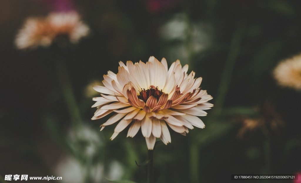 蜡菊