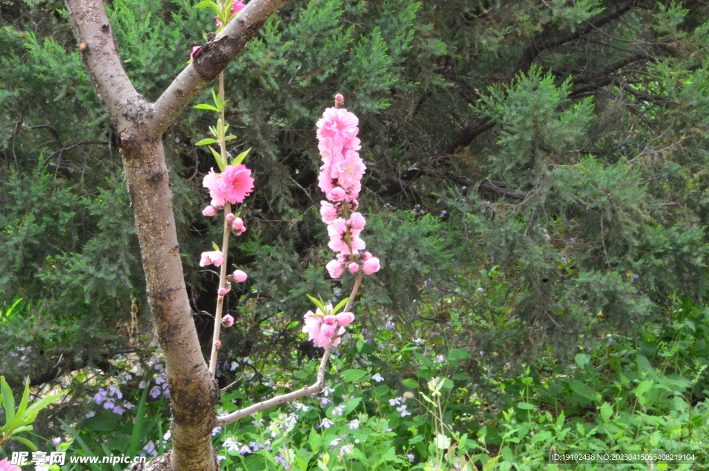 碧桃花儿 