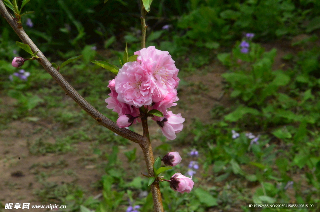 碧桃花 