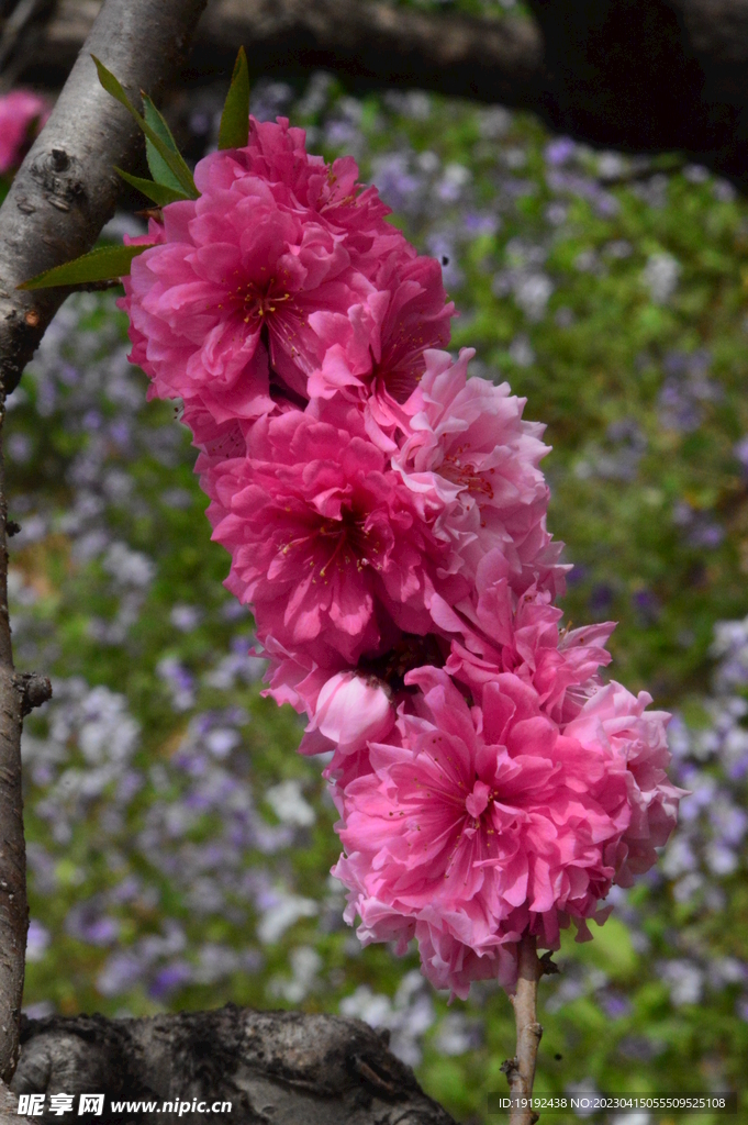 碧桃花