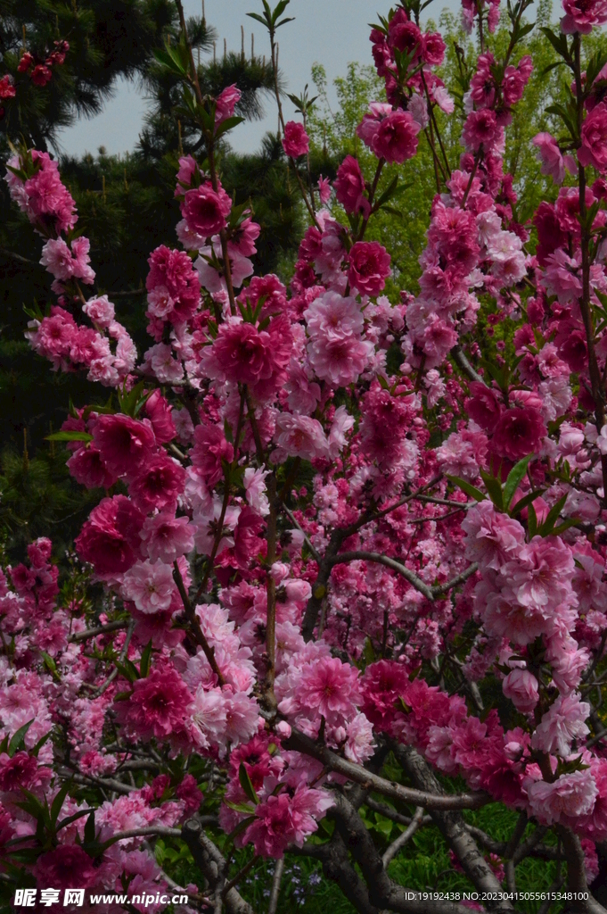 碧桃花 