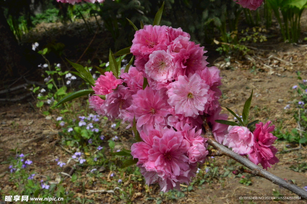 碧桃花