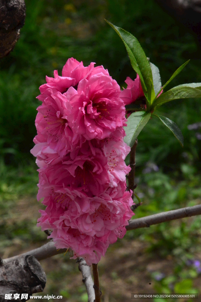 碧桃花 