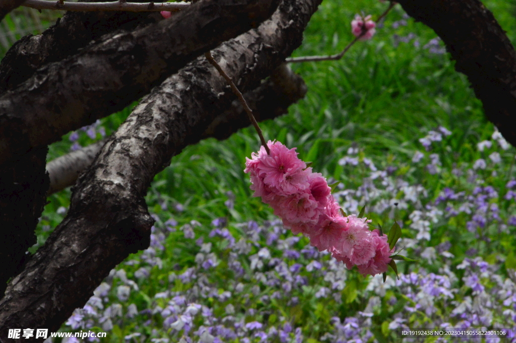 碧桃花
