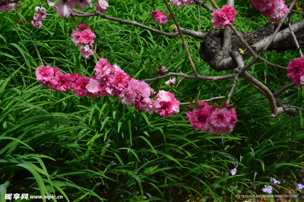 碧桃花儿 