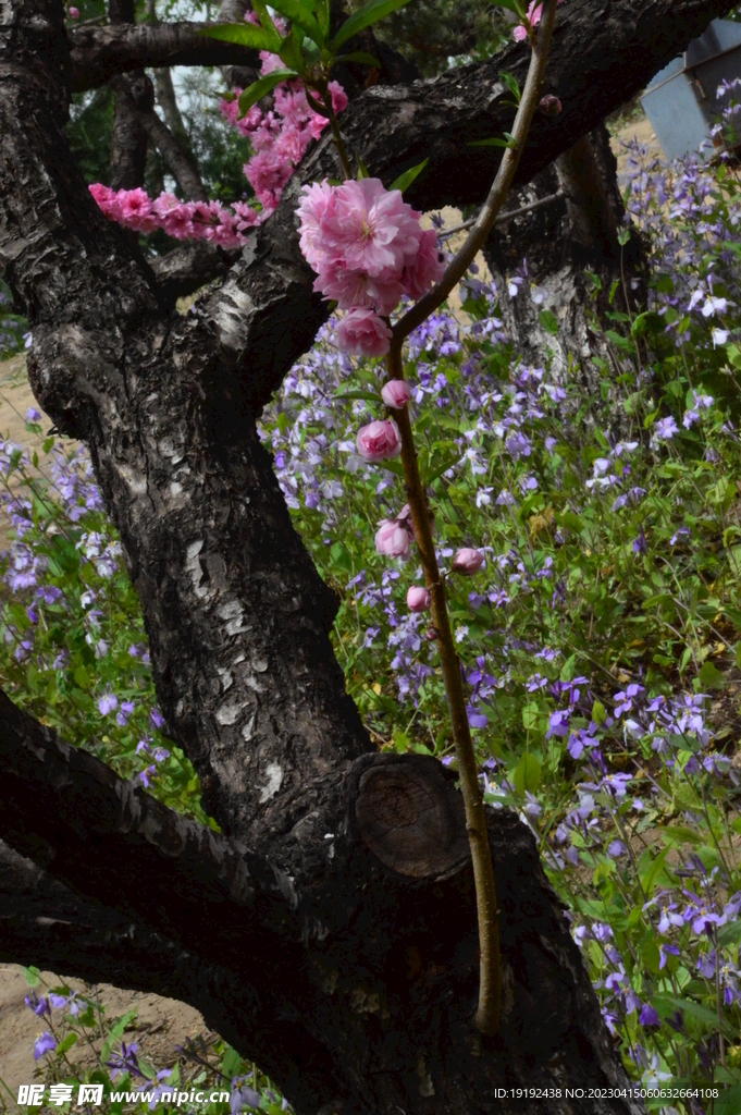 碧桃花儿