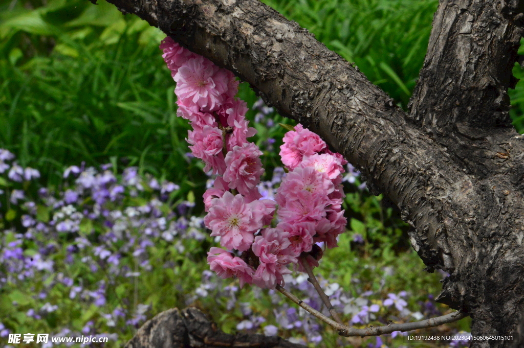 碧桃花儿 