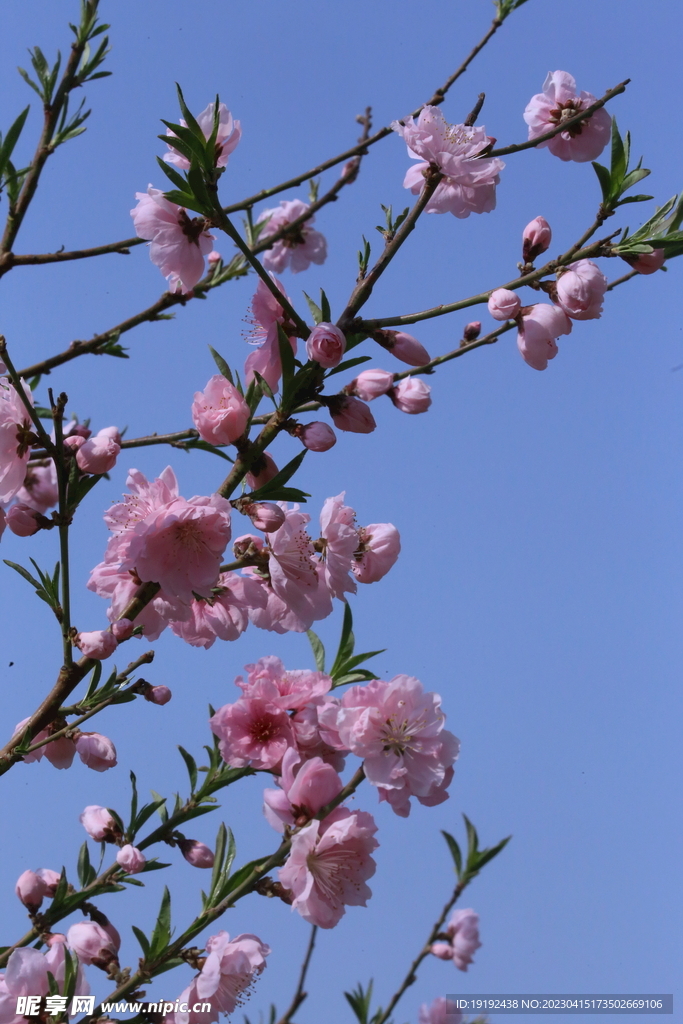 桃花 