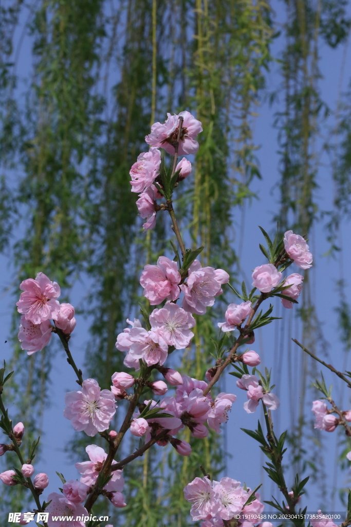 碧桃花儿