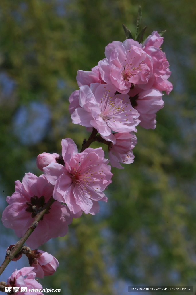 碧桃花儿 