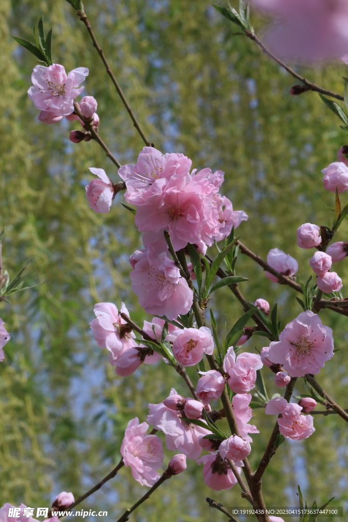桃花 